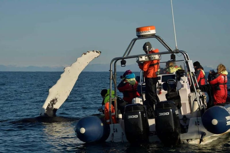 Reykjavik: Whale and Puffin Watching RIB Boat Tour - Who should book this RIB tour?