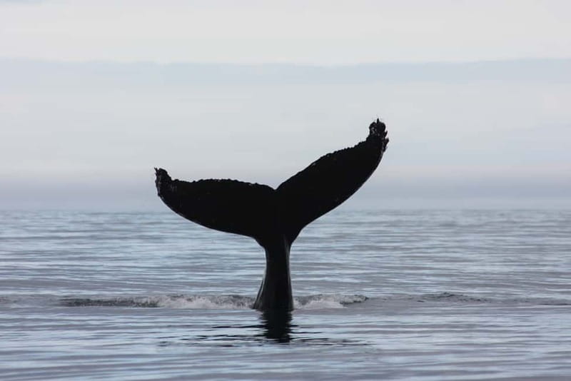 Reykjavik: Whale and Puffin Watching RIB Boat Tour - Practical advice for a better outing