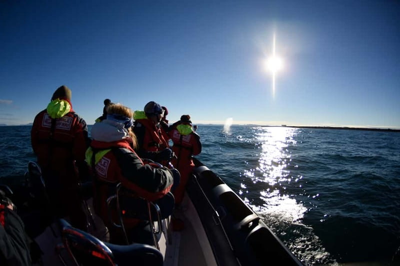 Reykjavik: Whale and Puffin Watching RIB Boat Tour - Should you book it?
