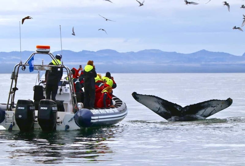Reykjavik: Whale and Puffin Watching RIB Boat Tour - Puffin islands and the first wildlife search