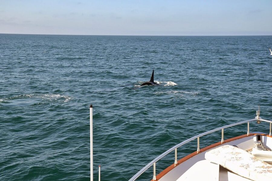 Reykjavik: Whale Watching and Dolphin Watching Yacht Cruise - Who should book this cruise?