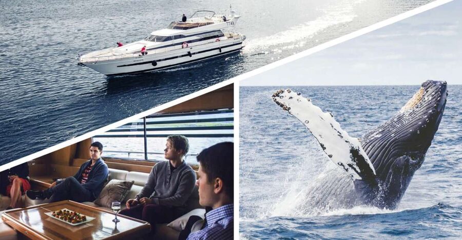 Reykjavik: Whale Watching and Dolphin Watching Yacht Cruise - The whale search, from first blow to close pass