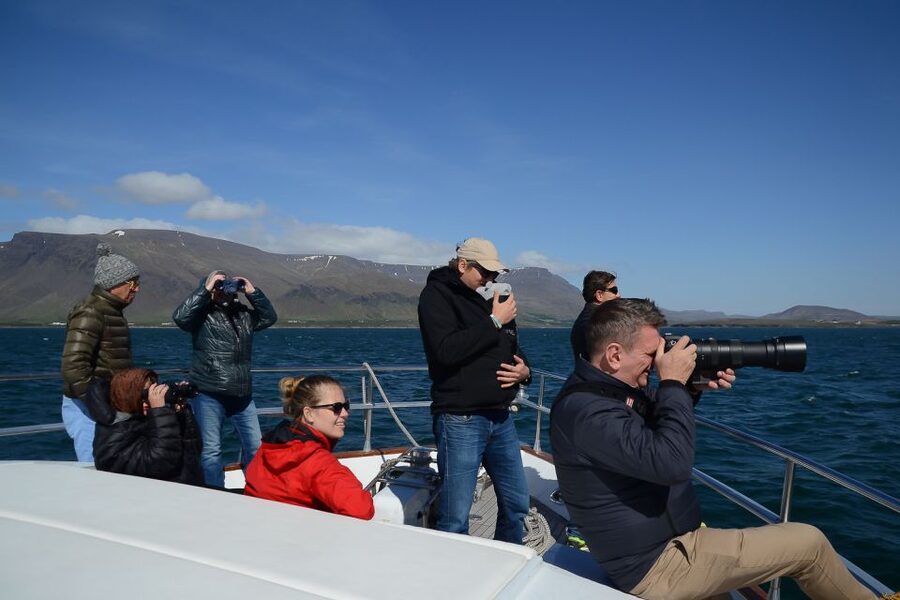 Reykjavik: Whale Watching and Dolphin Watching Yacht Cruise - Puffins and sea birds in the warmer months