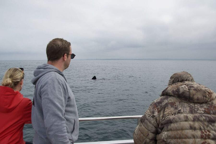 Reykjavik: Whale Watching and Dolphin Watching Yacht Cruise - What the yachts are really like