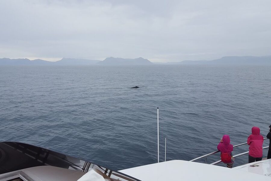 Reykjavik: Whale Watching and Dolphin Watching Yacht Cruise - Weather, cold, and motion sickness