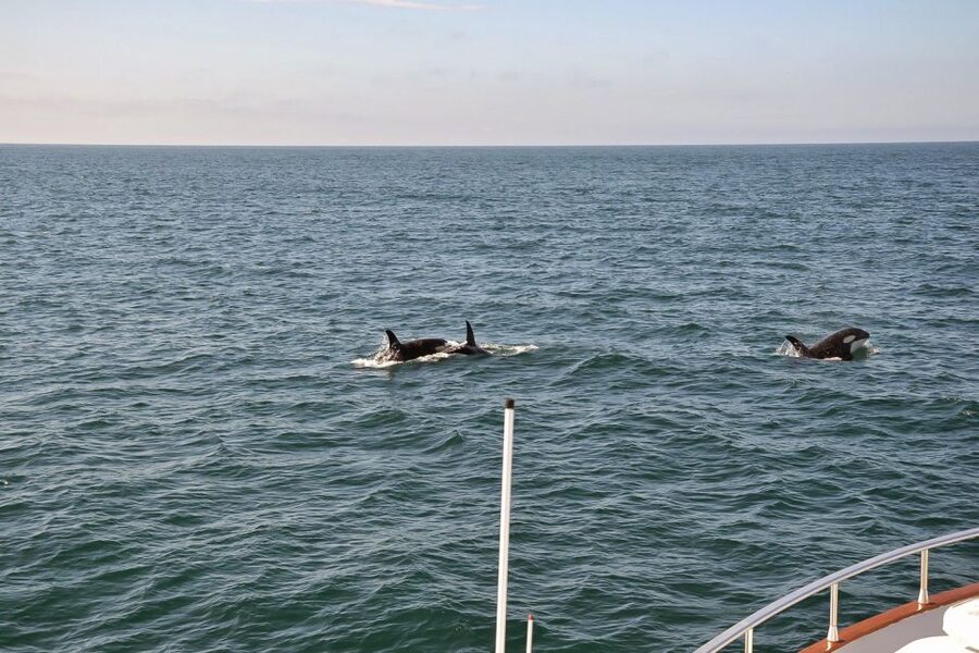 Reykjavik: Whale Watching and Dolphin Watching Yacht Cruise - Guides, wildlife knowledge, and responsible viewing