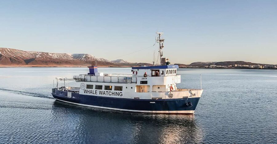 Reykjavík: Whale Watching and Marine Life Cruise - What you might see around Reykjavík