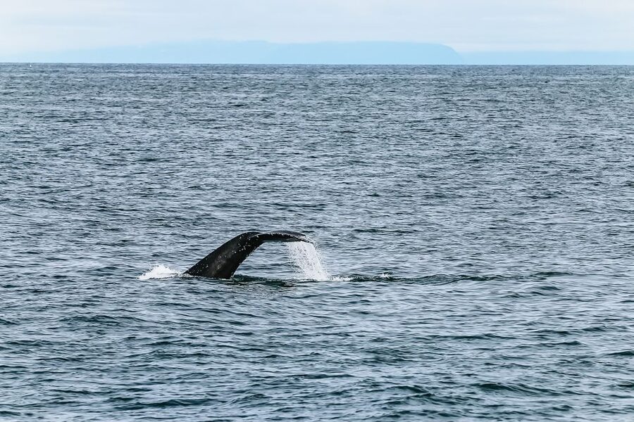 Reykjavík: Whale Watching and Marine Life Cruise - Respectful whale watching matters
