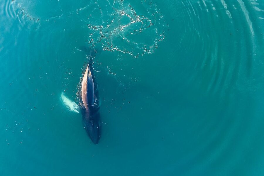 Reykjavík: Whale Watching and Marine Life Cruise - The boat, café, and onboard comfort
