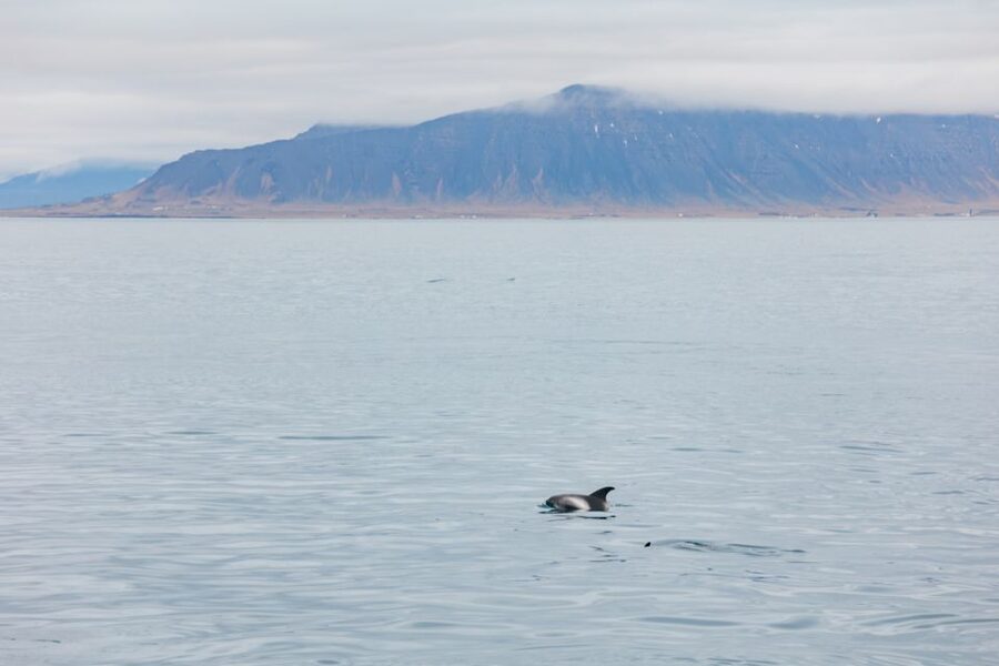 Reykjavík: Whale Watching Cruise on the Amelia Rose Yacht - Key points to know before you sail