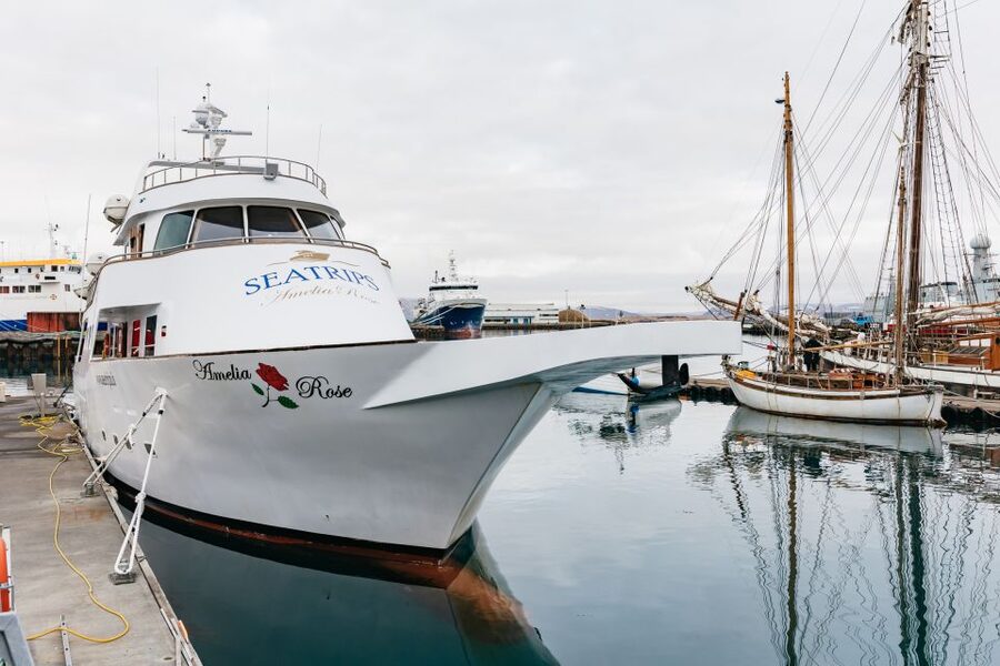 Reykjavík: Whale Watching Cruise on the Amelia Rose Yacht - What you might see in Iceland’s coastal waters