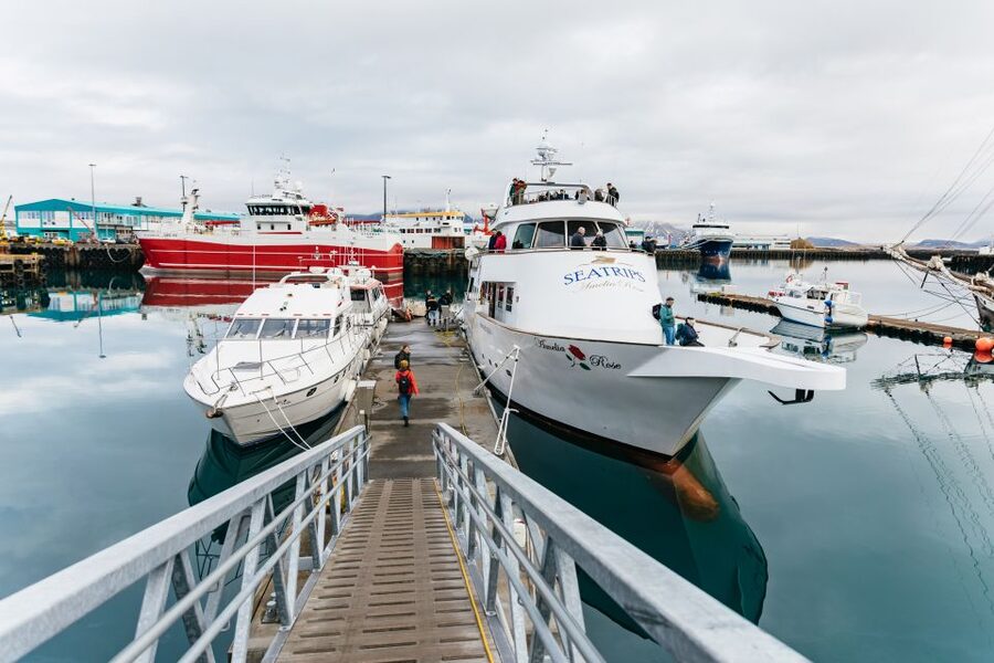 Reykjavík: Whale Watching Cruise on the Amelia Rose Yacht - Why the Amelia Rose feels steadier than a small boat
