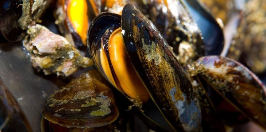 Ría de Arousa: Boat Ride to Mussel Farm with Tasting - Who Will Enjoy This Cruise Most