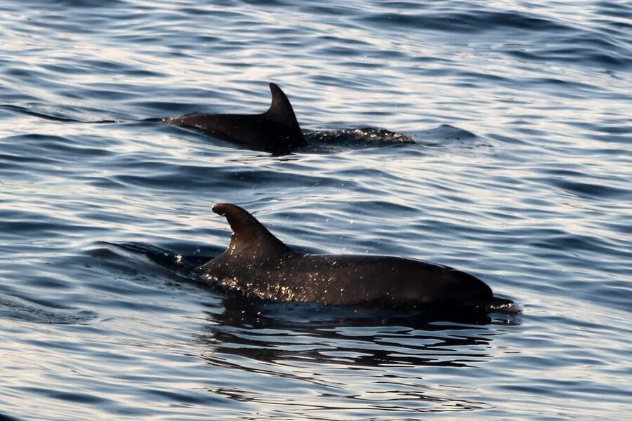 Rovinj: Sunset Cruise with Swim Stop, Drinks, and Fruits - Looking for dolphins at sunset