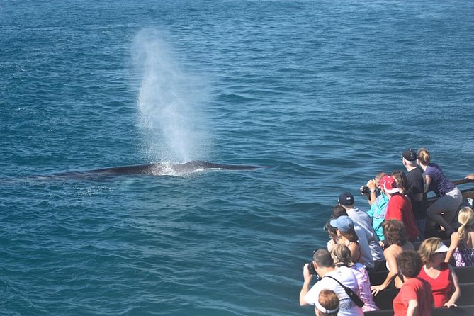 San Diego Whale Watching Cruise - Leaving Shelter Island and entering the Pacific