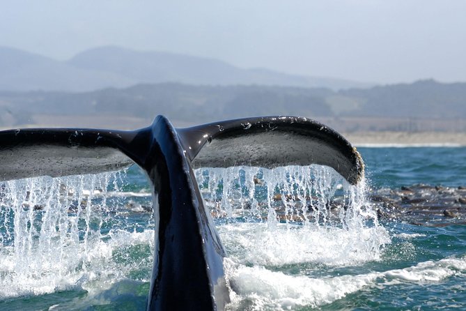 San Diego Whale Watching Cruise - Searching for gray whales, dolphins, and sea lions
