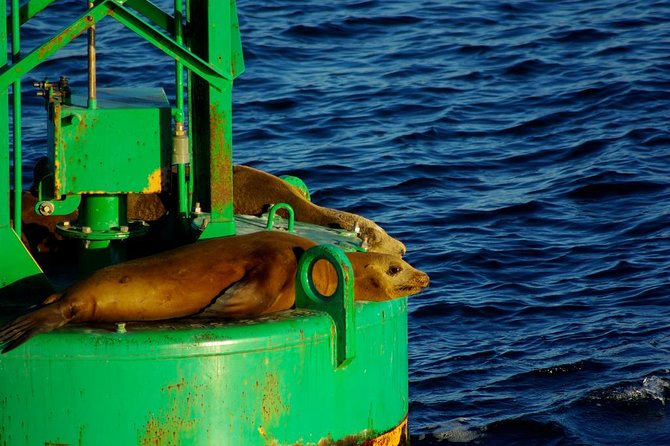 San Diego Whale Watching Cruise - What food, drinks, and comfort are like onboard
