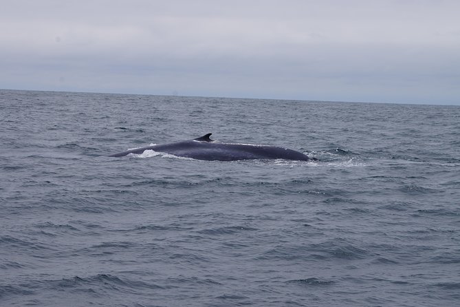 San Diego Whale Watching Cruise - How much value you get for $85