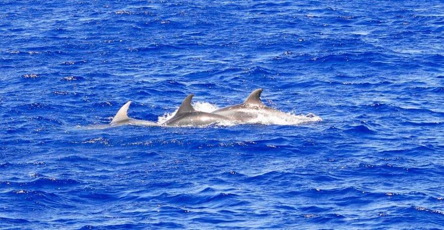 Santa Ponsa: Dolphin Watching Cruise - Key points to know before you go