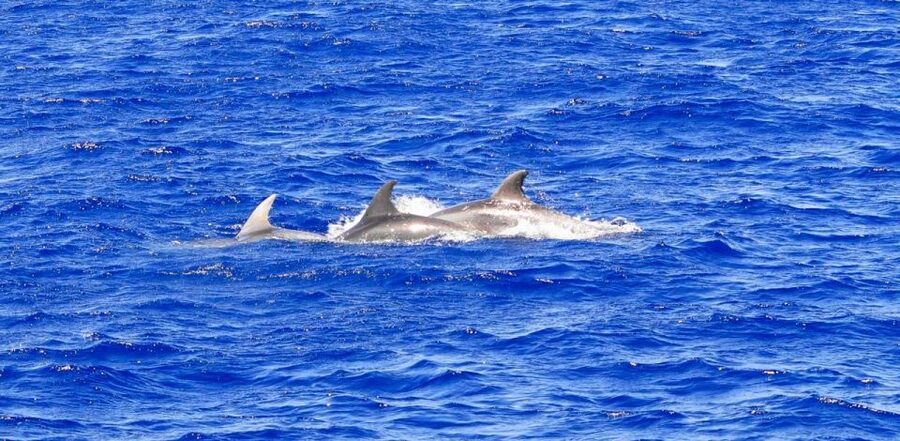 Santa Ponsa: Dolphin Watching Cruise - Leaving Santa Ponsa for the open sea