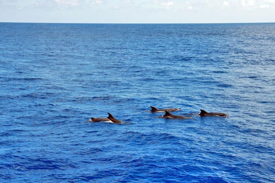 Santa Ponsa: Dolphin Watching Cruise - Searching for dolphins in their natural setting