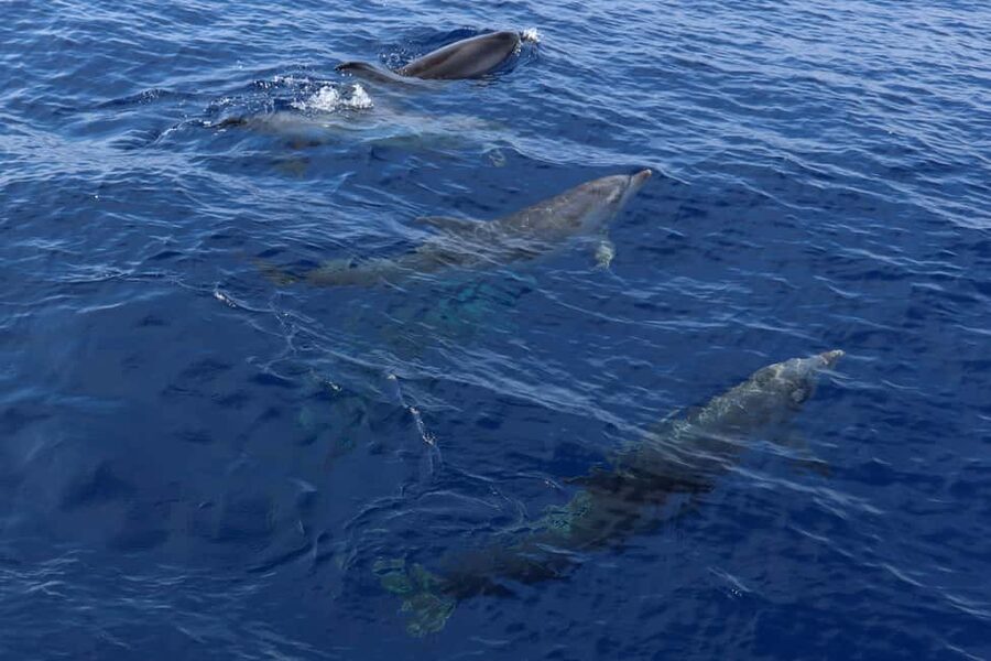 Santa Ponsa: Dolphin Watching Cruise - Choosing between the short and long departures