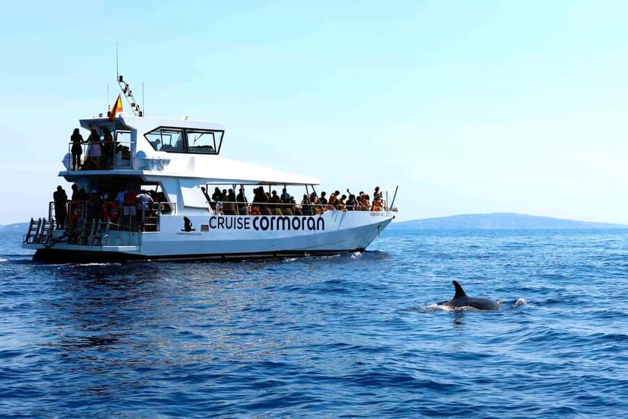 Santa Ponsa: Dolphin Watching Cruise - The swim stop from the boat