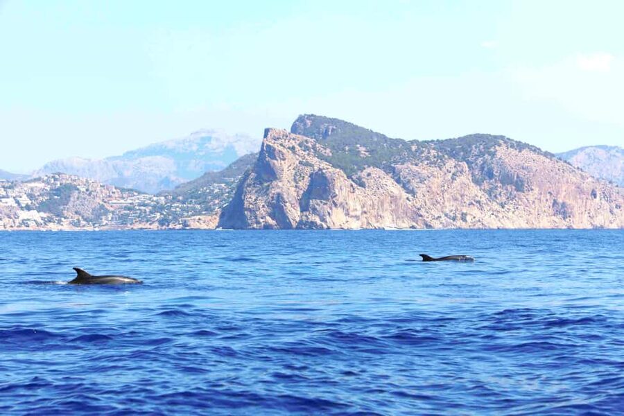 Santa Ponsa: Dolphin Watching Cruise - How the multilingual commentary works