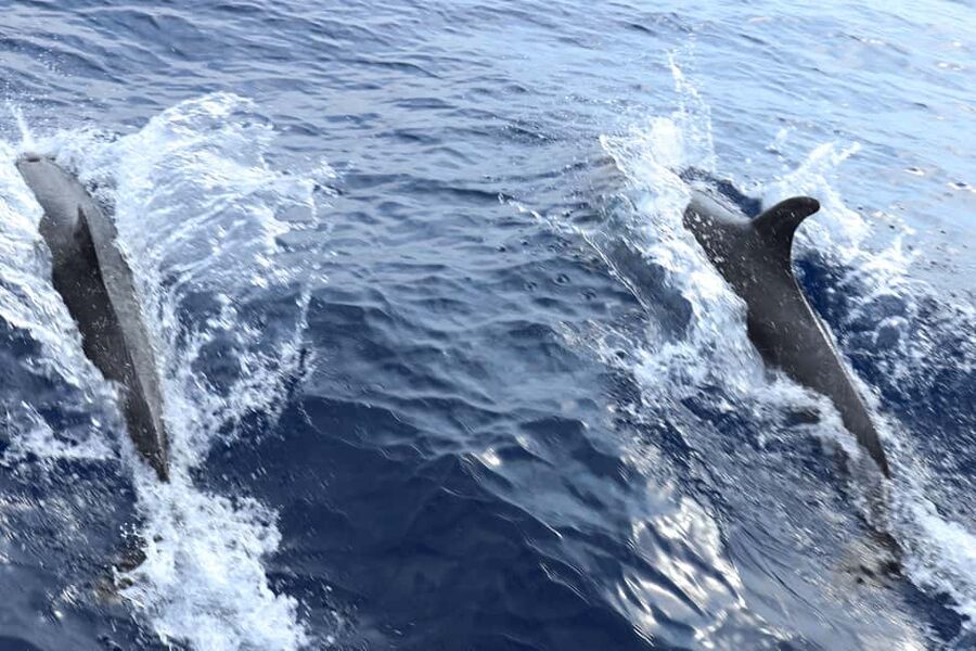 Santa Ponsa: Dolphin Watching Cruise - Who should book this Santa Ponsa cruise?
