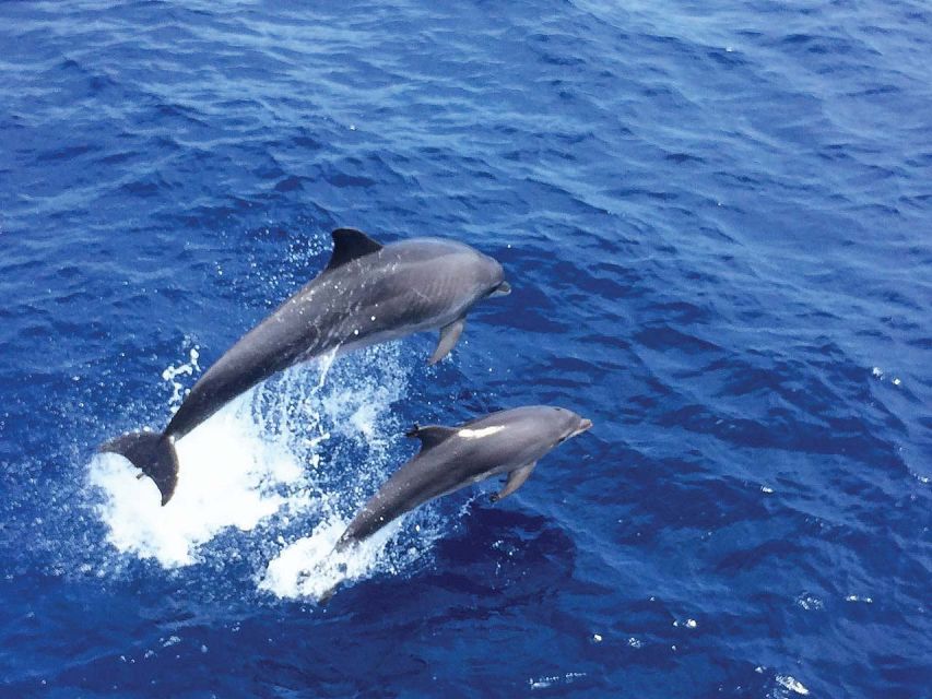 Santa Ponsa: Dolphin Watching Cruise - Calvia Bay and Mallorca’s southwest coast