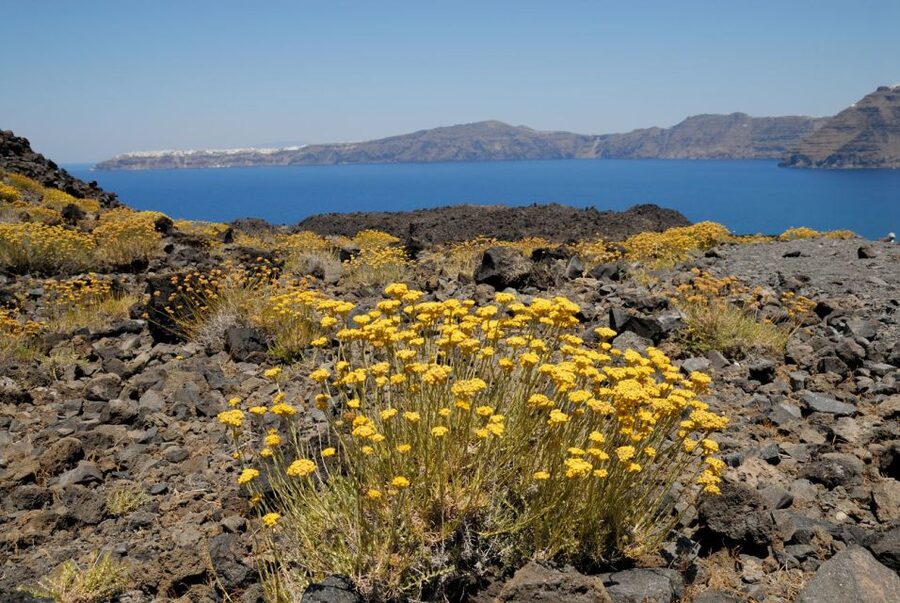 Santorini: Thirassia Islands and Volcano Guided Cruise - The return view of Oia from the sea