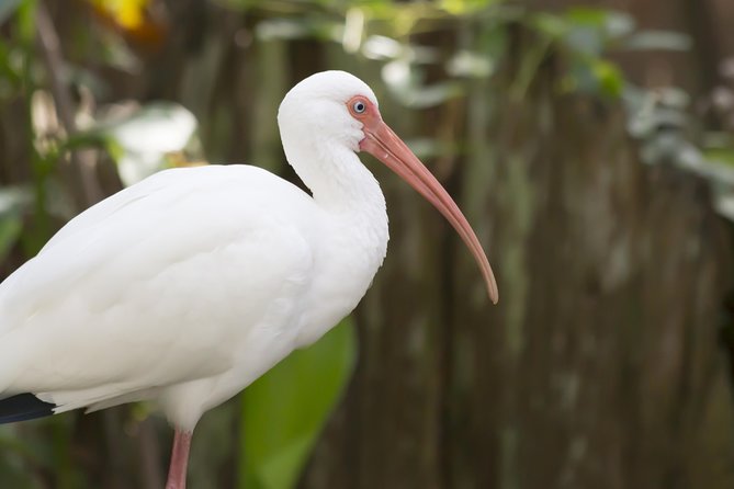 Savannah to Tybee Island with Dolphin Cruise - Why this Tybee Island day trip works from Savannah