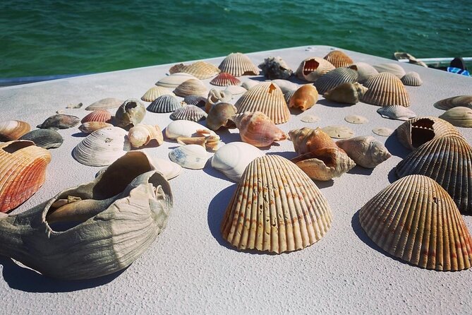 Shell Island Snorkel and Dolphin Catamaran Cruise with Island Time - What to bring for a more comfortable day