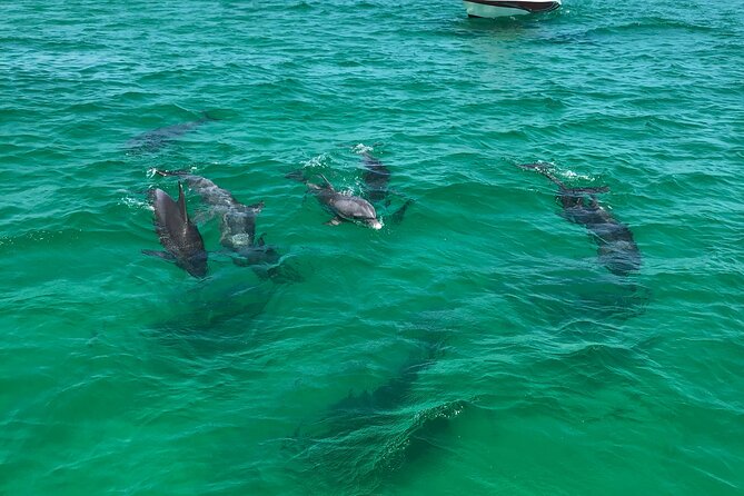 Shell Island Snorkel and Dolphin Catamaran Cruise with Island Time - Who will enjoy this cruise most