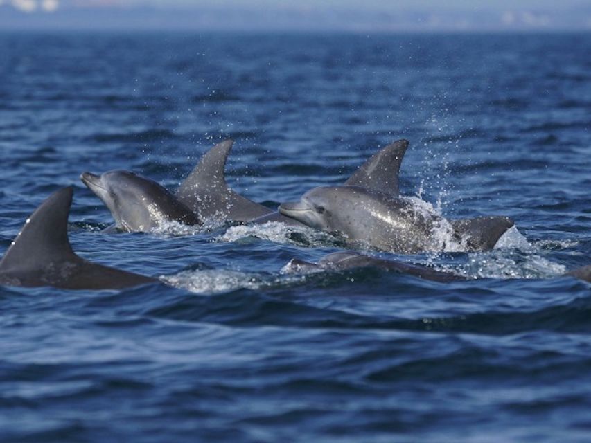 Side: Dolphin Island Boat Tour w/ Lunch & Foam Party - What the boat day feels like in practice