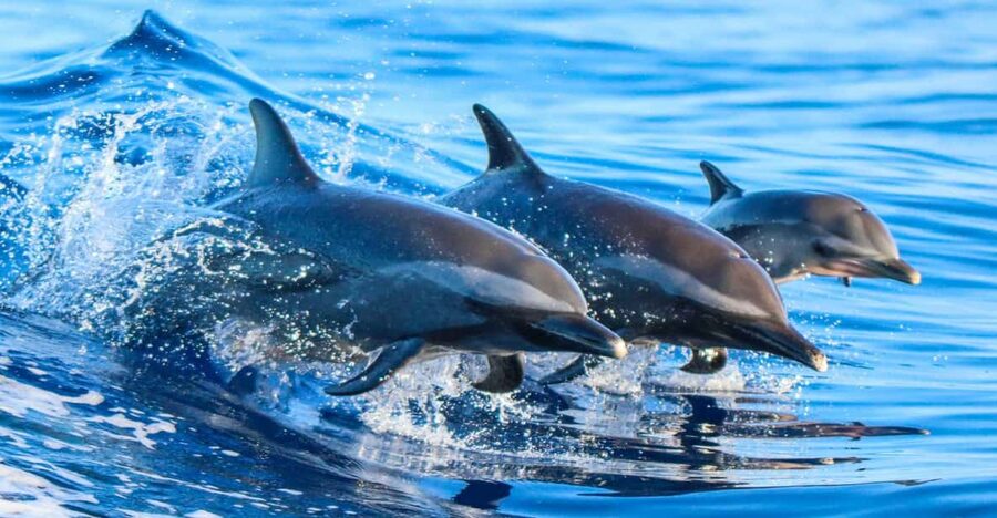 Side: Dolphin Island Boat Trip with Lunch & Unlimited Drinks - The Manavgat River mouth is the best swim stop