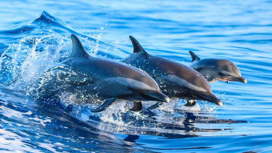 Side: Dolphin Island Boat Trip with Lunch & Unlimited Drinks - Lunch on board is simple, filling, and well organized