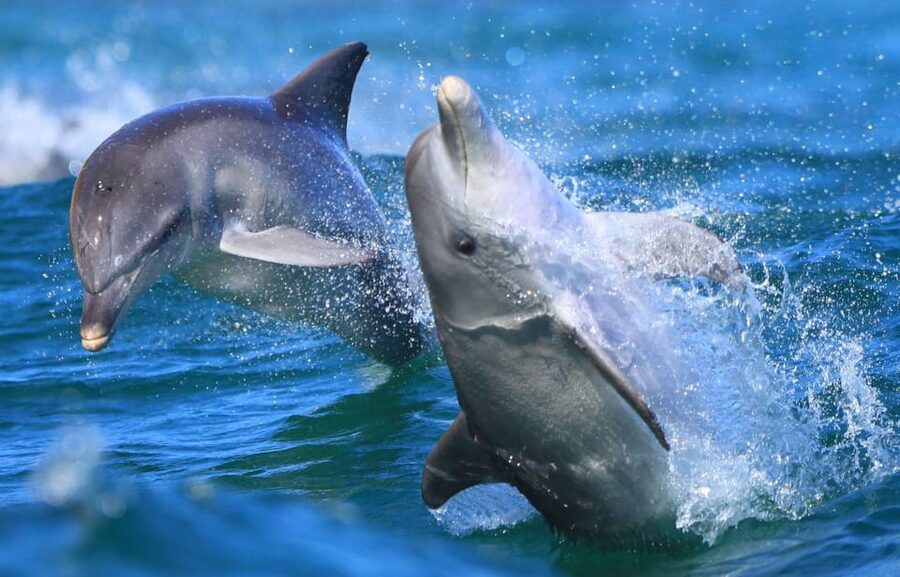 Side: Dolphin Island Boat Trip with Lunch & Unlimited Drinks - Is $24 good value for a full day?
