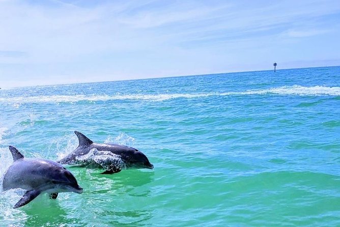 Small Group 2 Hour Dolphin Cruise with Snorkeling to Shell Key - Two hours gives you a taste, not a full beach day