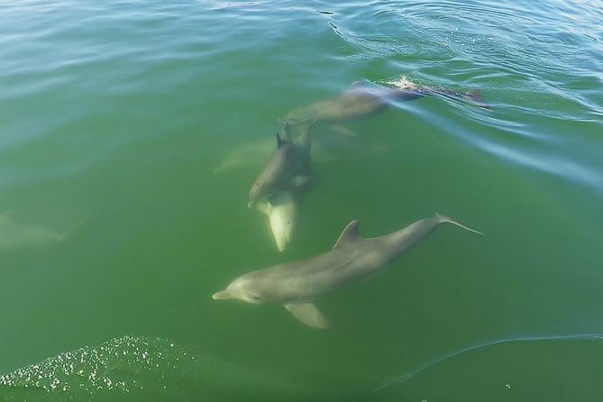 Small Group 2 Hour Dolphin Cruise with Snorkeling to Shell Key - Captains add the personal touch