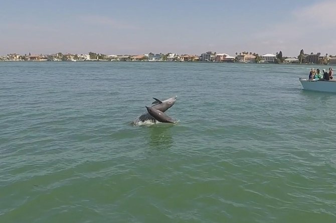 Small Group 2 Hour Dolphin Cruise with Snorkeling to Shell Key - Weather and wildlife call for realistic expectations