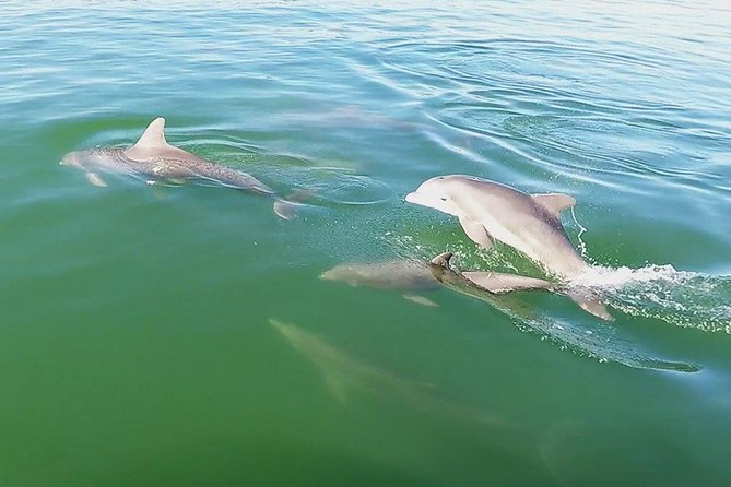 Small Group 2 Hour Dolphin Cruise with Snorkeling to Shell Key - Cancellation and meeting details to keep handy