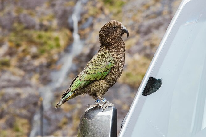 Small Group, Award Winning Milford Sound Day Experience & Cruise - Lunch, comfort, and the small-group advantage