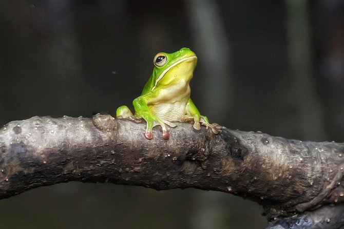 Solar Whisper Daintree River Crocodile and Wildlife Cruise - A quiet start on the Daintree River
