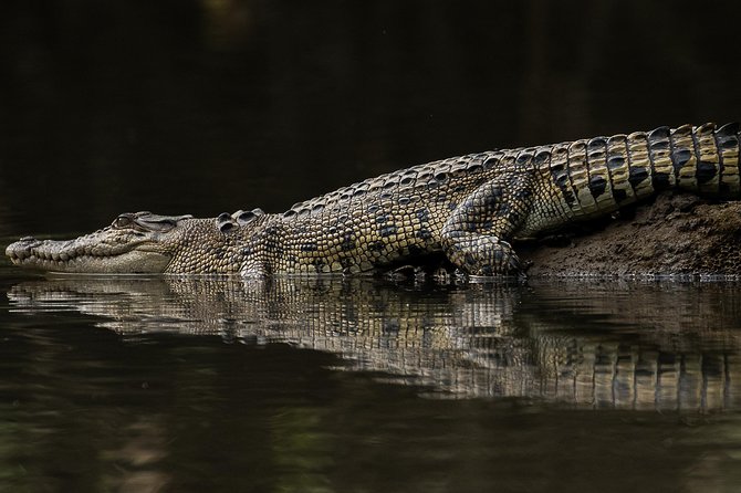 Solar Whisper Daintree River Crocodile and Wildlife Cruise - The solar boat and the setting