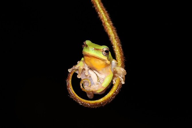 Solar Whisper Daintree River Crocodile and Wildlife Cruise - How the itinerary works in practice
