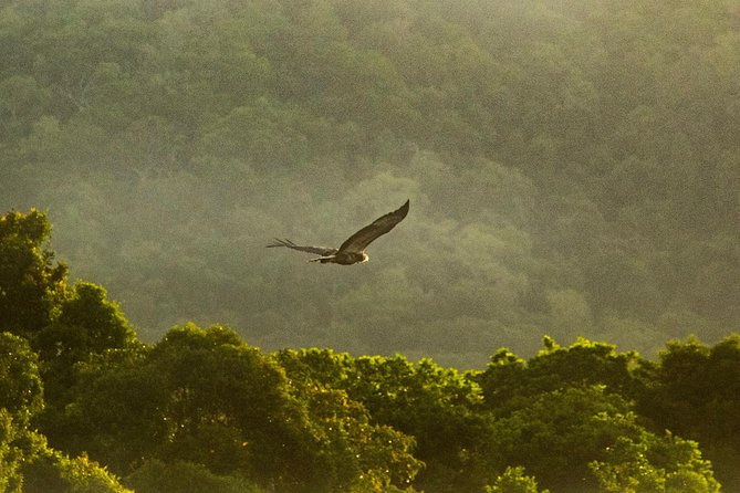 Solar Whisper Daintree River Crocodile and Wildlife Cruise - The honest drawback: wild animals keep their own schedule