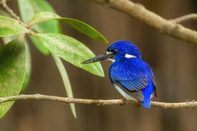 Solar Whisper Daintree River Crocodile and Wildlife Cruise - Who will enjoy this cruise most