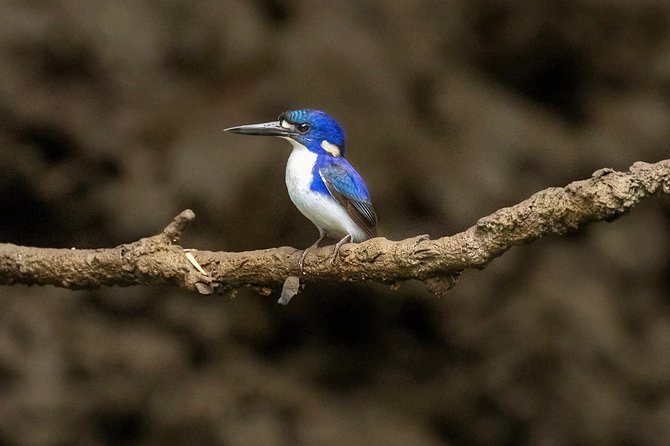 Solar Whisper Daintree River Crocodile and Wildlife Cruise - Practical details that make the outing easier