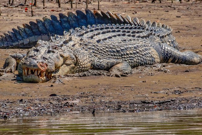 Solar Whisper Daintree River Crocodile and Wildlife Cruise - What you see during the one-hour cruise